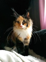 Selina 6kk