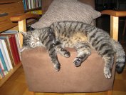 Leevi syksy 2009