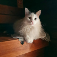 Alvin 07/2023