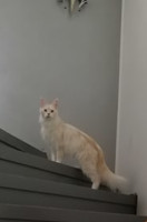 Blondi 27.4.2021