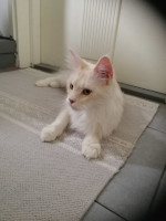 Blondi 27.4.2021