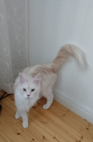 Blondi 27.4.2021