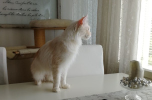 Blondi 27.4.2021