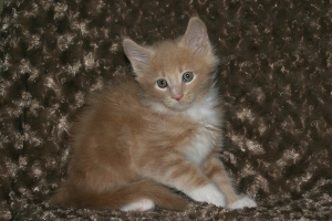 Kalle