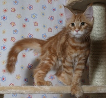 Cleo 29.1.2012