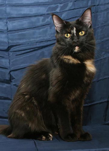 Cleopatra