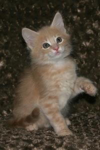Toffee