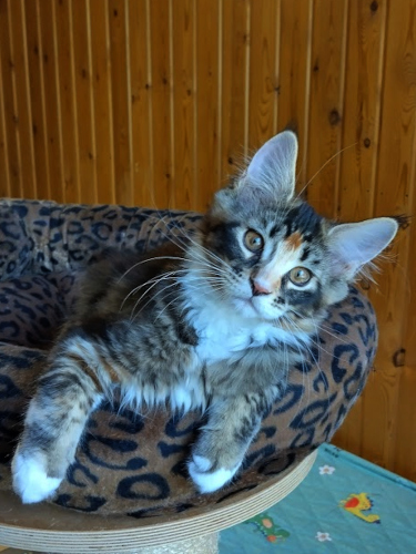 Fazerina 14 vkoa/weeks