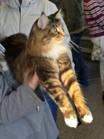 Fazerina ERY-SYD 22.11.2025