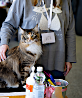 Fazerina ERY-SYD 22.11.2025