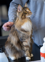 Fazerina ERY-SYD 22.11.2025