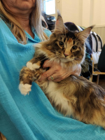 Fazerina Esittely/Ragdoll yhdistys 26.10.2025