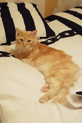 Finn