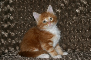 Freddie