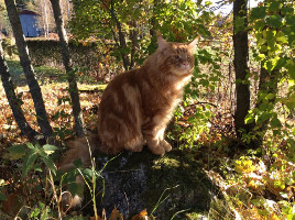 Harald 11.10.2015