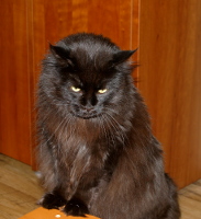 Hiili