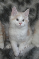 Hissu