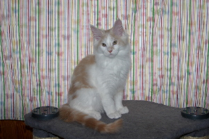 Hissu