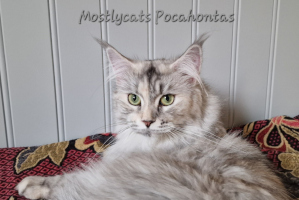 Hontas 06/2025