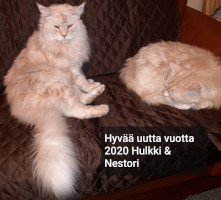 Hulkki 31.12.2019