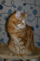 Thyra 1 year 