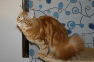 Thyra 1 year 