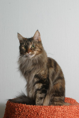 Isla