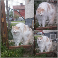 Jerry 1.6.2019