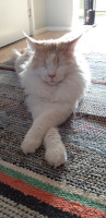 Jerry 1.8.2019