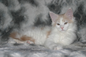 Jerry