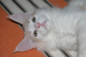 Jerry