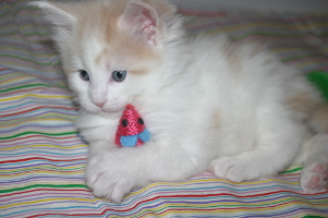 Jerry
