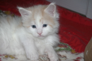 Jerry