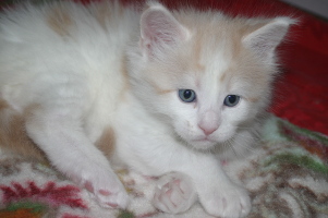 Jerry