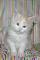 Jerry