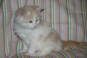 Jerry