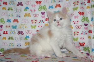 Jerry