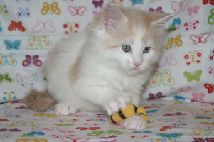 Jerry