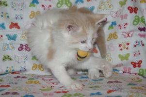 Jerry