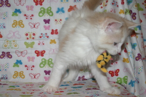 Jerry