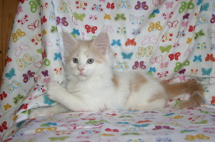 Jerry