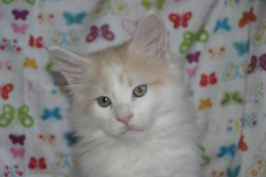 Jerry