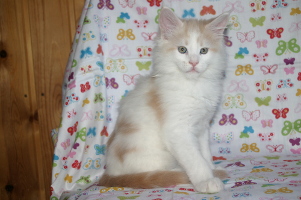 Jerry