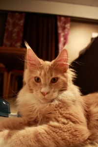 Juniper 2013