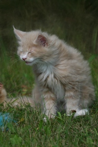 Juniper