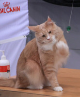Juniper Lahti 2015