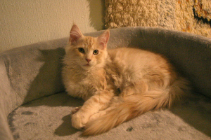 Karmen 17.3.2021
