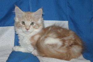 Kerttu 11,3 vkoa