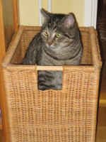 Leevi 09/2012