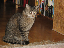 Leevi 12/2012